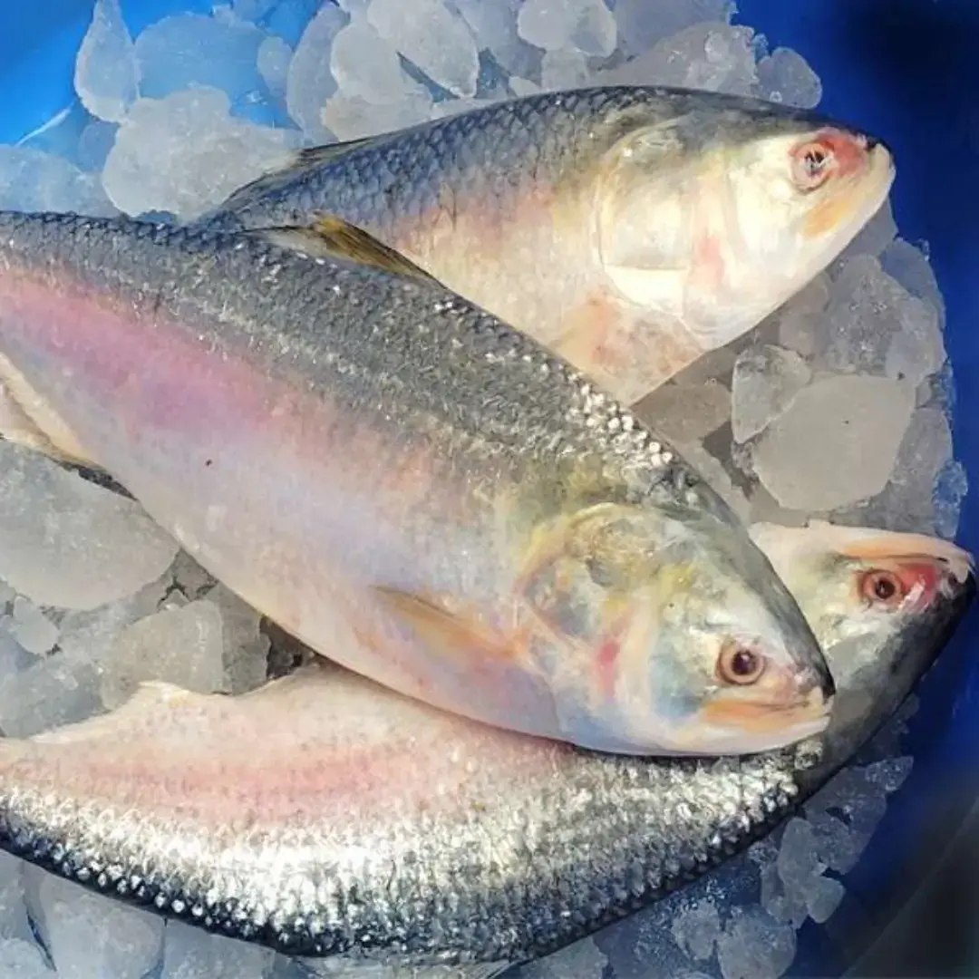 Frozen Hilsa Fish (Ilish) – 200g to 1.5kg | Bangladesh Hilsa | 10–10.5kg Carton